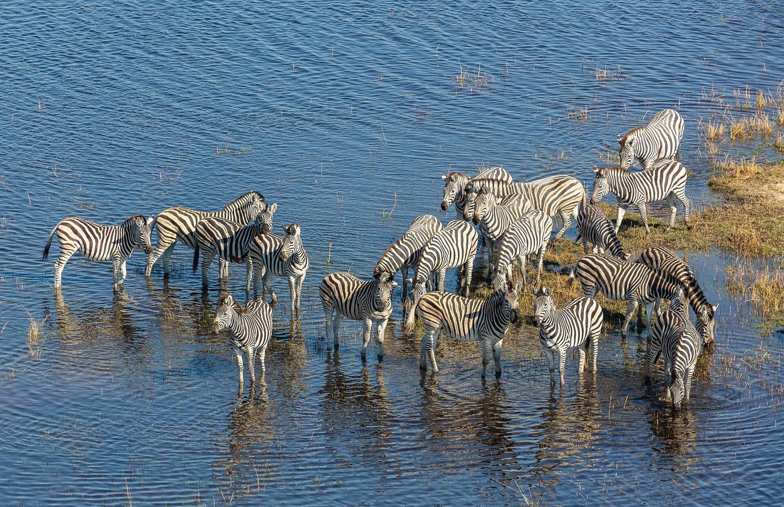 Zebras aus der Luft im Okavango-Delta, Botswana