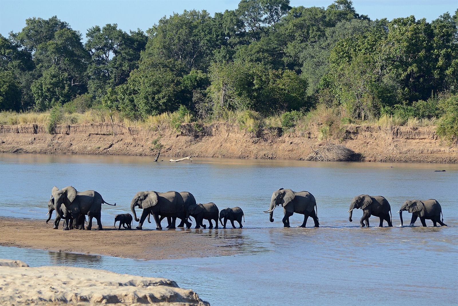 Elefantenherde überquert den Luangwa-Fluss, Sambia