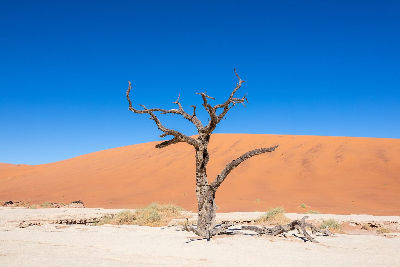 Abgestorbene Kameldornbäume im weißen Lehmboden des Deadvlei vor roten Dünen