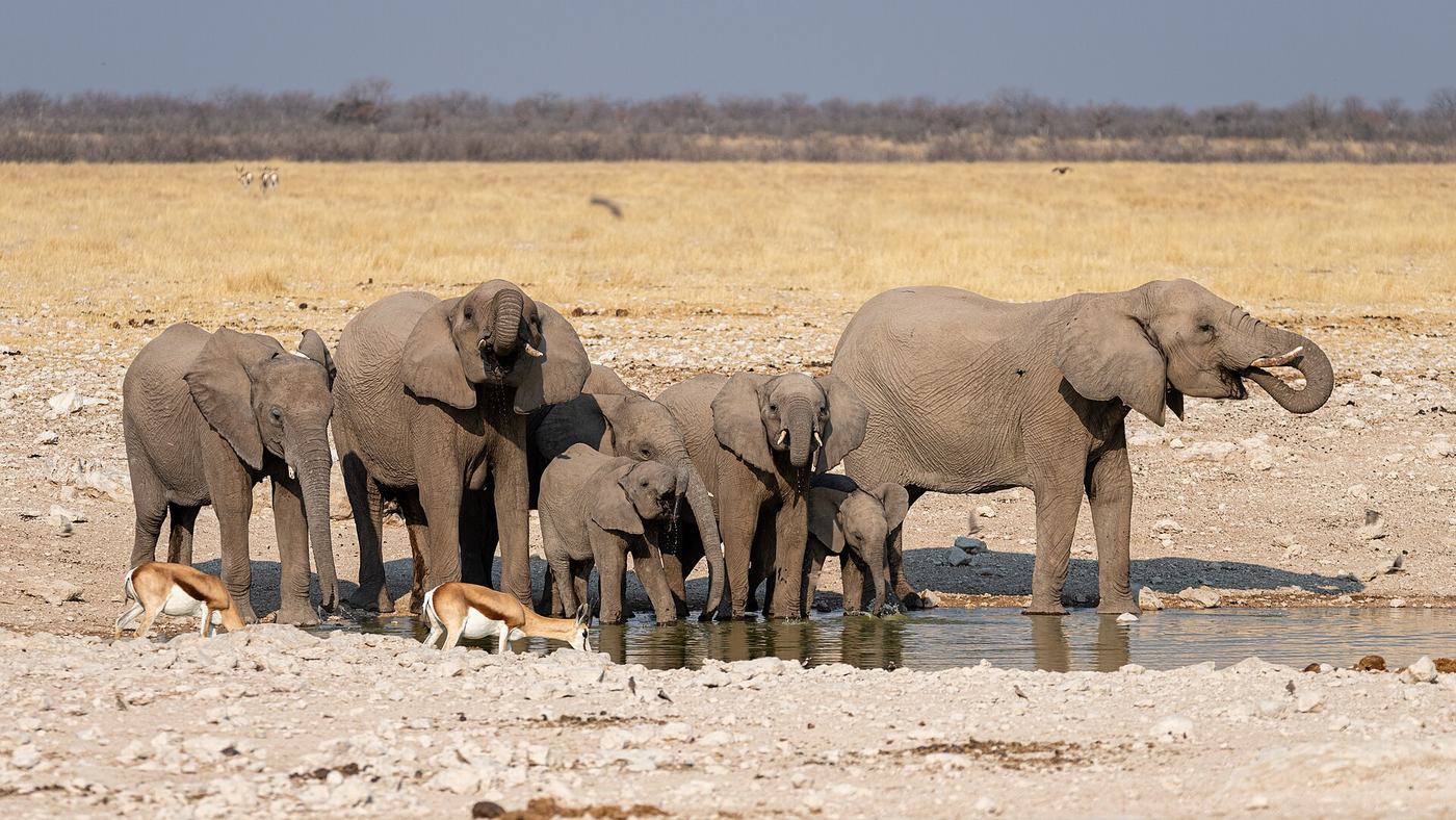Elefantenfamilie an einem Wasserloch im Etosha Nationalpark