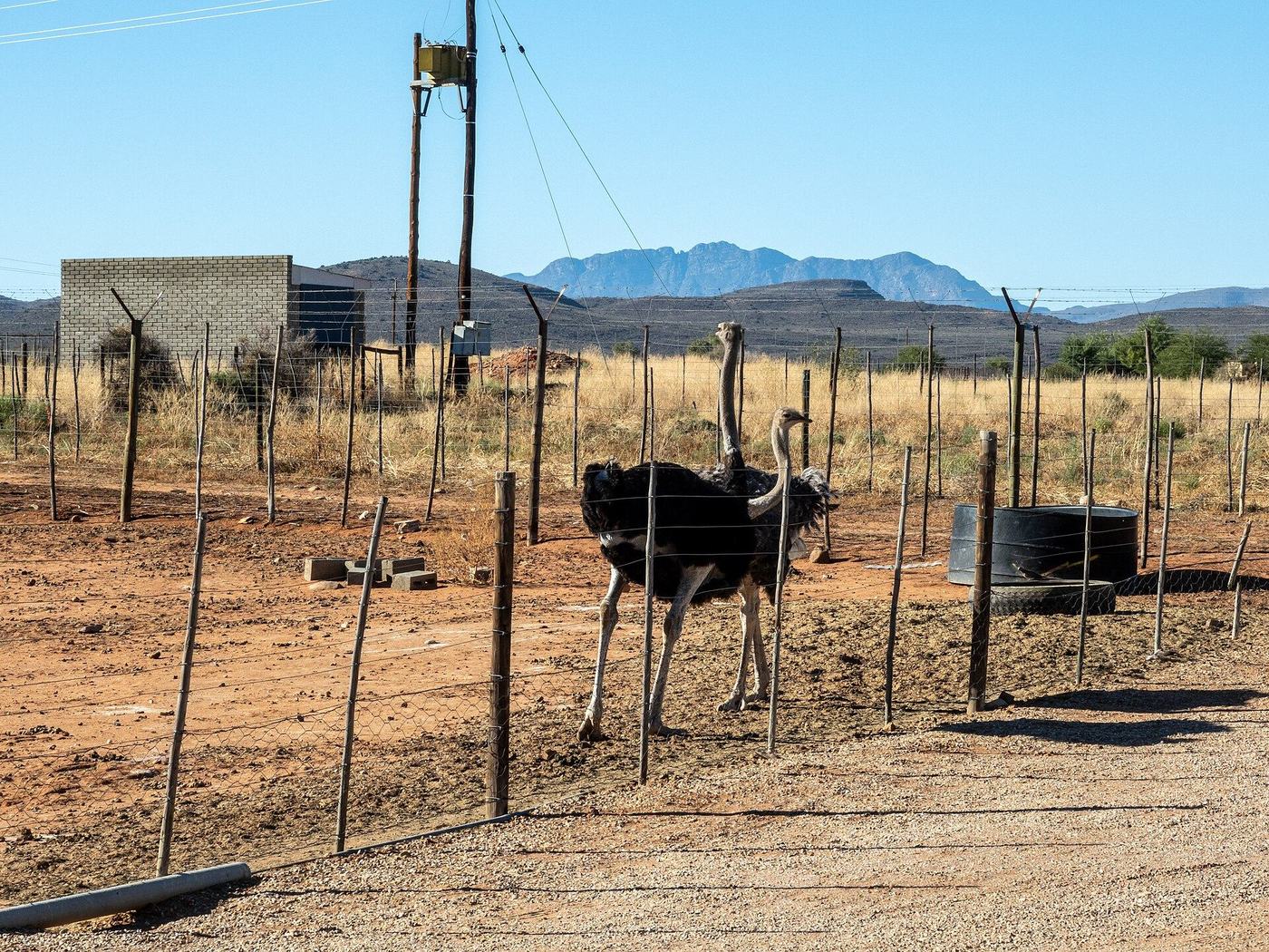 Zwei Strauße auf einer Farm bei Oudtshoorn, im Hintergrund die Swartberge