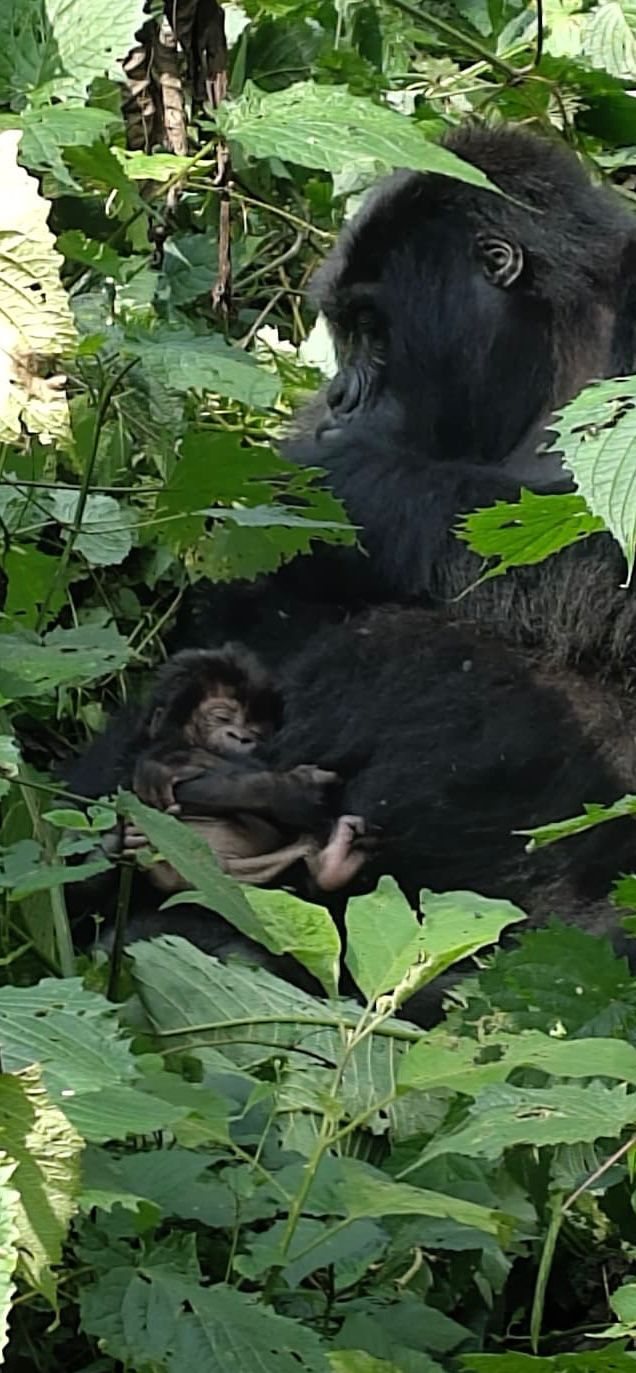 Eine Gorillamutter hält ihr Neugeborenes im dichten Grün des Bwindi-Regenwaldes